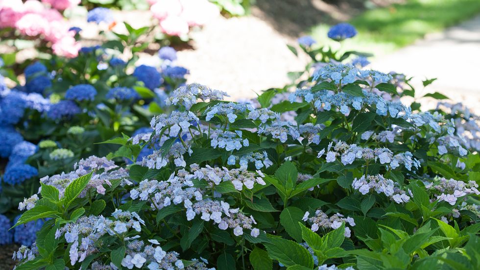 Blue, Flower, Groundcover, Flowering plant, Spring, Majorelle blue, Shrub, Annual plant, Garden, Wildflower, 