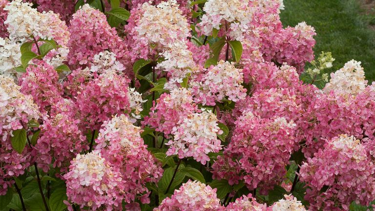 Best Hydrangeas for Every Climate - Hydrangea Growing Conditions