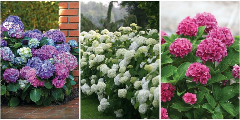 Best Hydrangeas for Every Climate - Hydrangea Growing