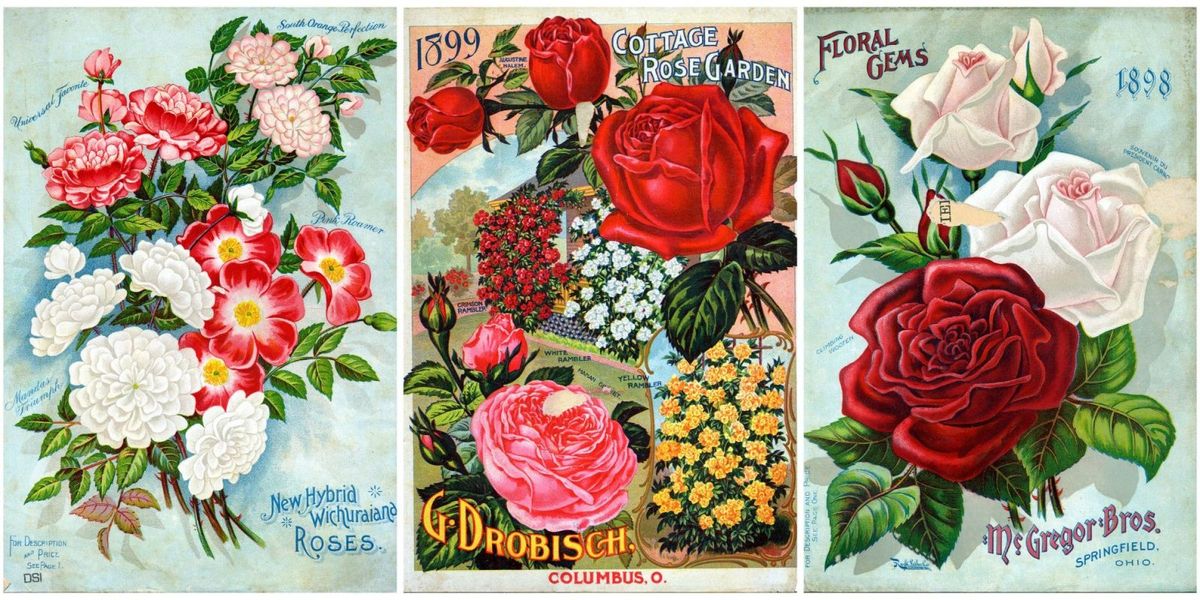 Garden roses, Flower, Rose, Rosa × centifolia, Plant, Cut flowers, Rose family, Botany, Petal, Flowering plant, 