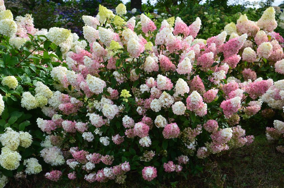 Flower, Flowering plant, Plant, Shrub, Tree, Rose, Hydrangea, Shrub, Subshrub, Rose family, 