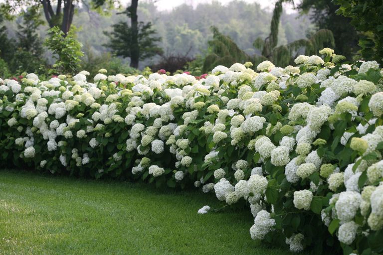 Best Hydrangeas for Every Climate Hydrangea Growing Conditions