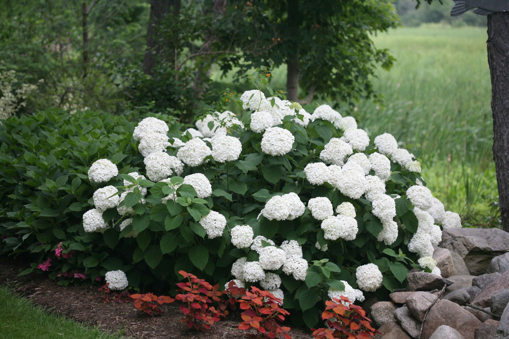 Best Hydrangeas For Every Climate - Hydrangea Growing Conditions