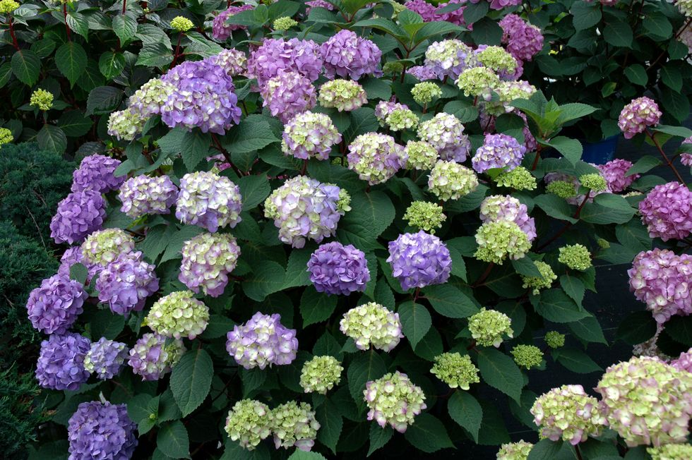 Blue, Plant, Flower, Purple, Violet, Pink, Lavender, Shrub, Garden, Flowering plant, 
