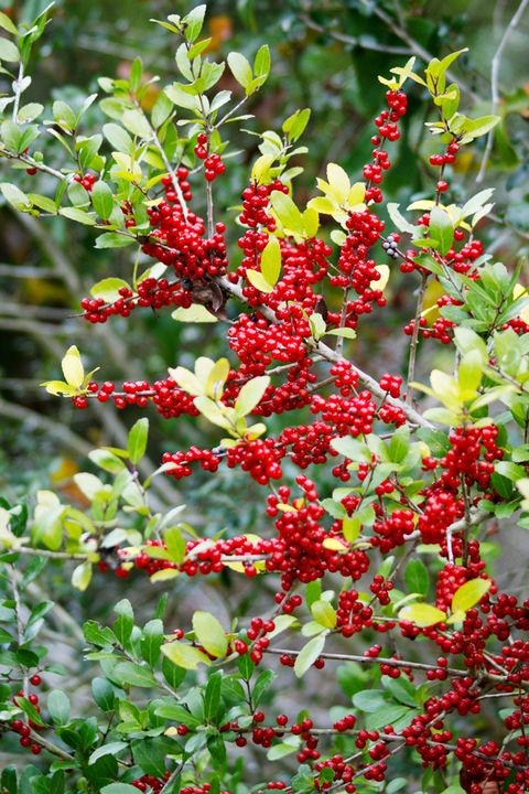 yaupon holly