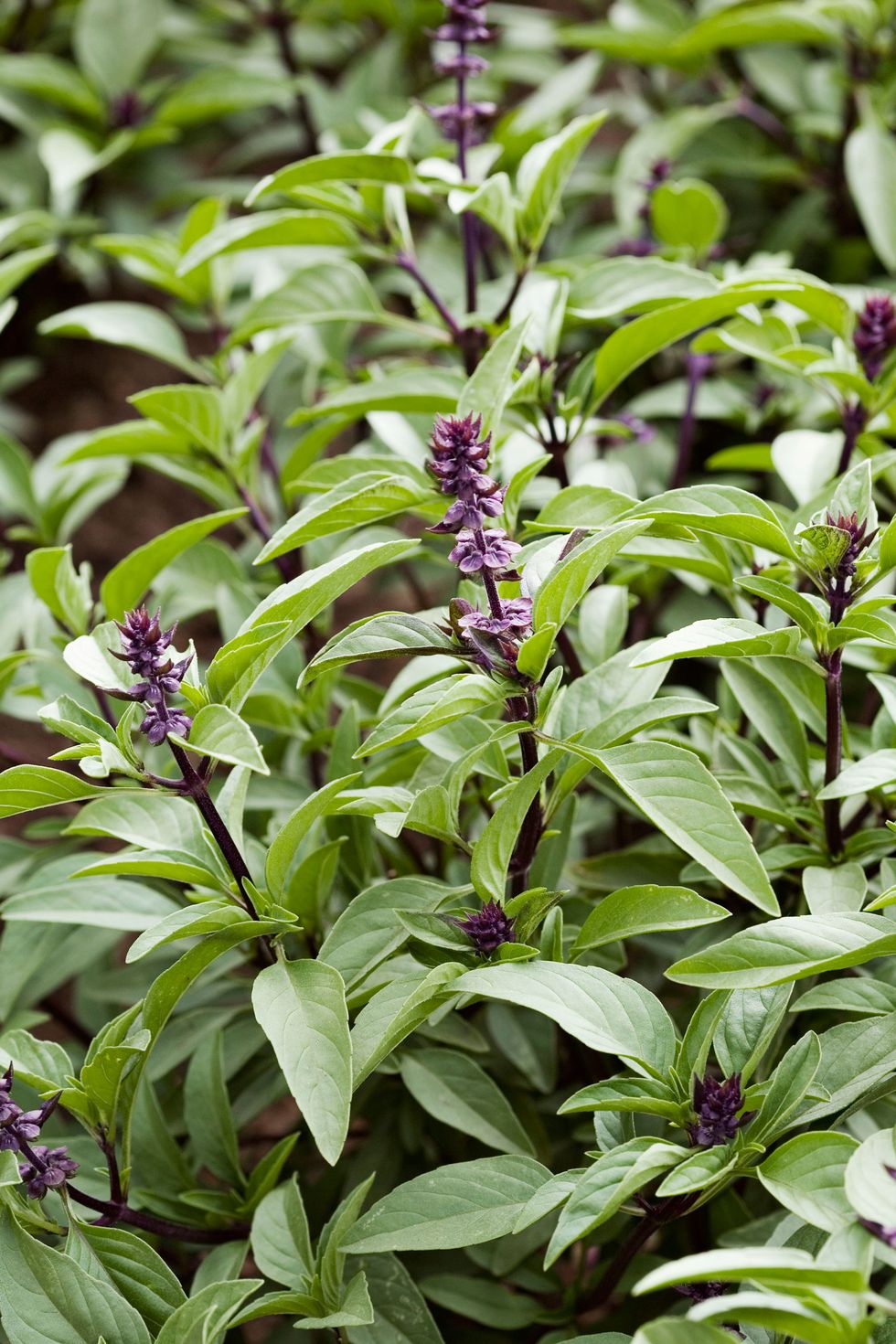 flowering herbs thai basil