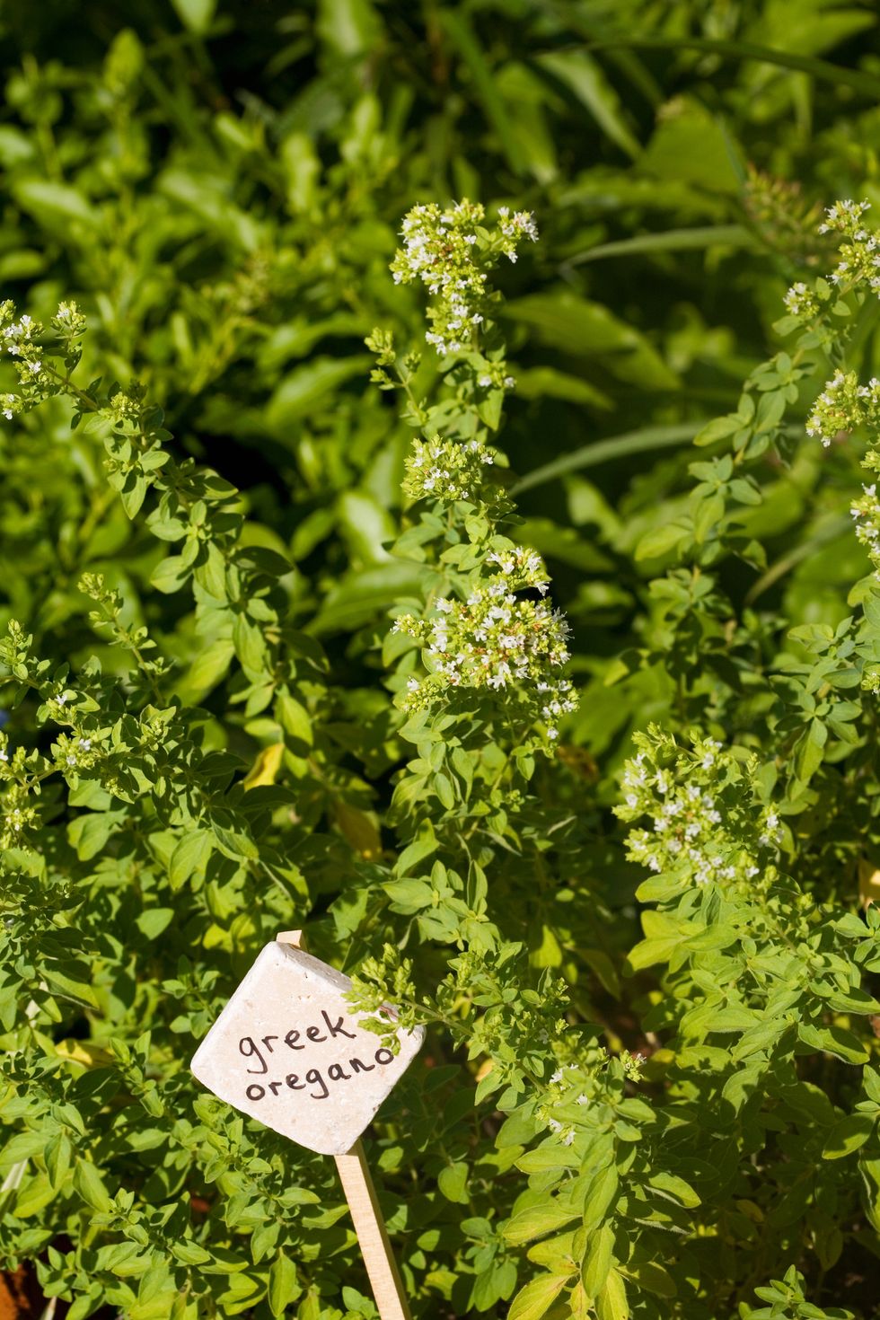 flowering herbs greek oregano