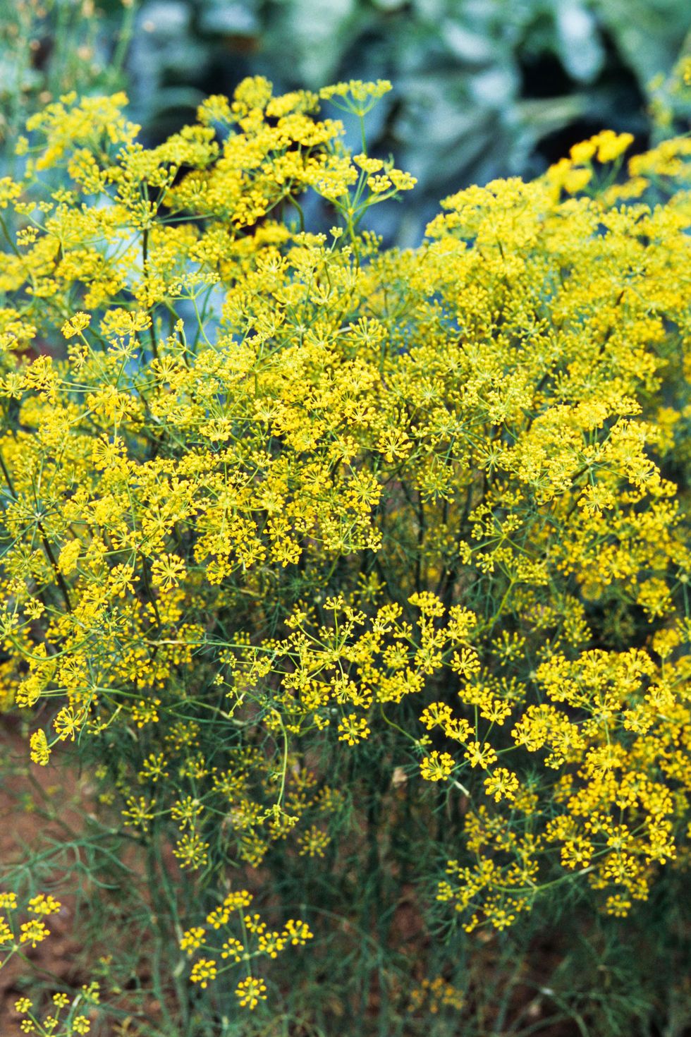 flowering herbs dill