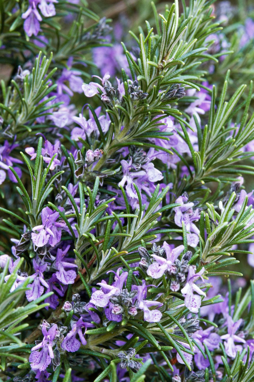 flowering herbs rosemary