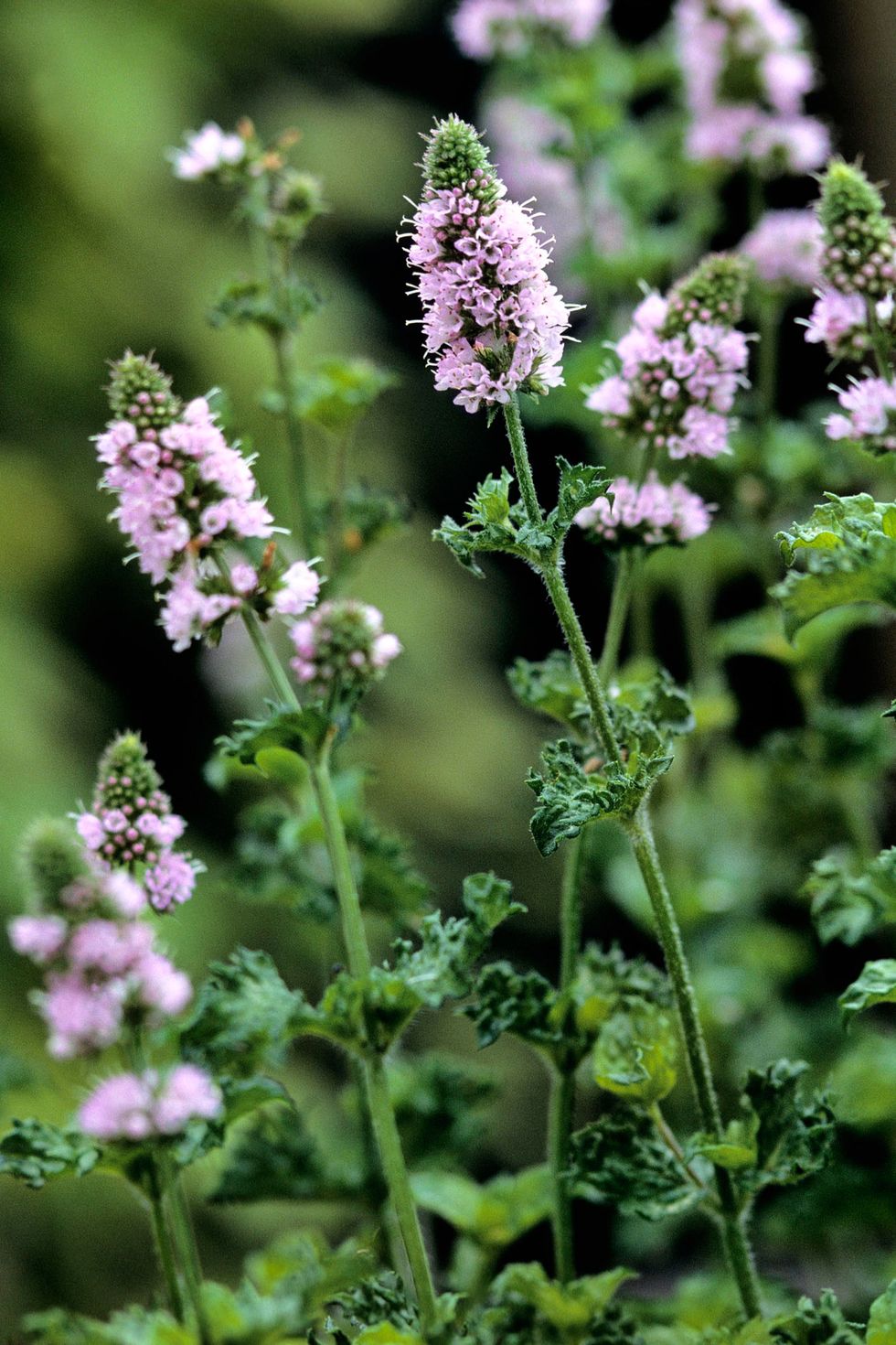 flowering herbs spearmint