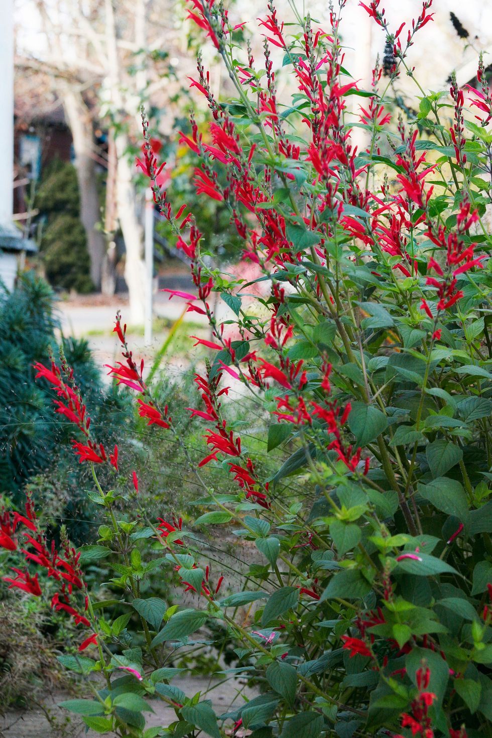 flowering herbs pineapple sage