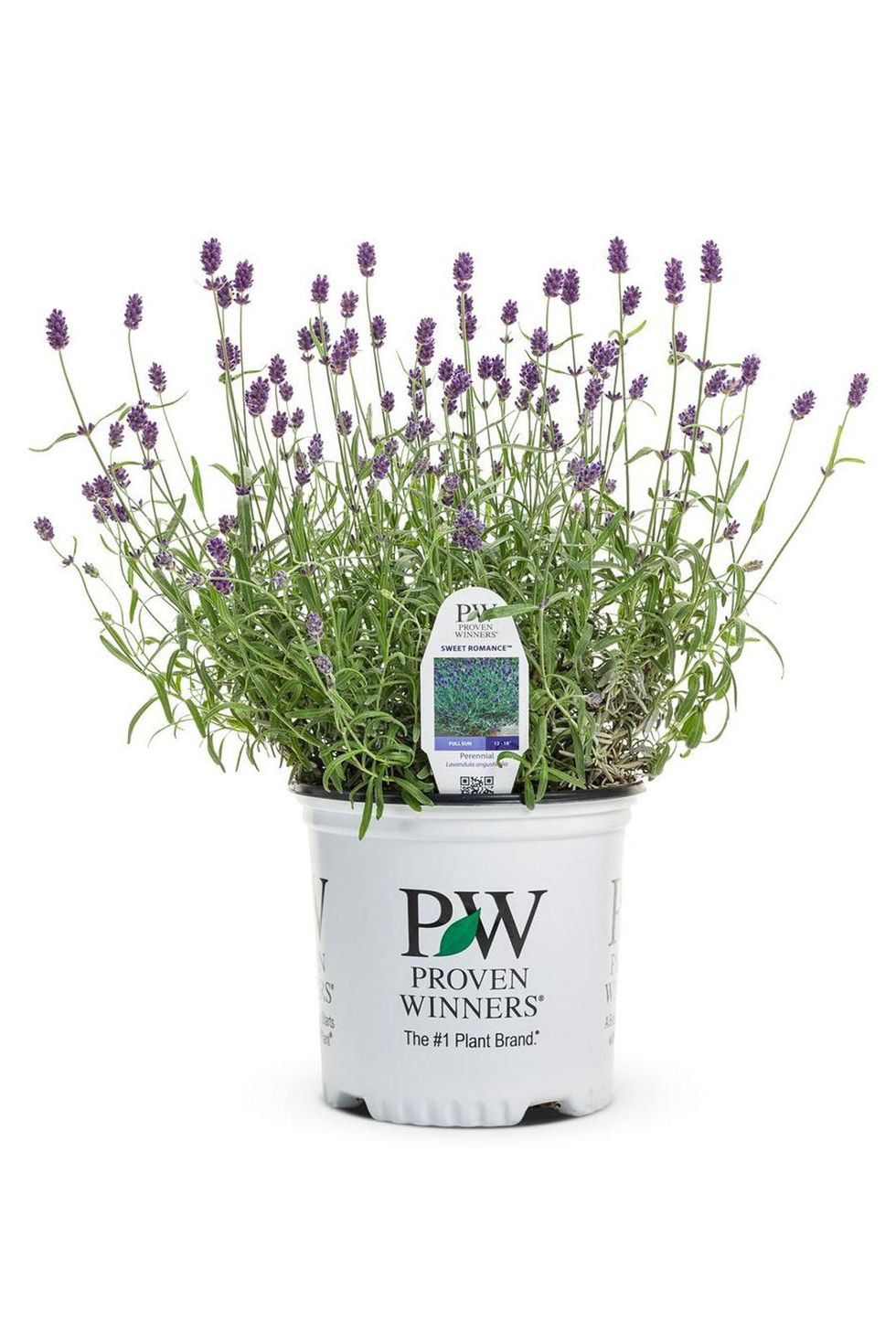 Flower, Flowerpot, Purple, Lavender, Flowering plant, Violet, Shrub, Annual plant, Vase, Plant stem, 