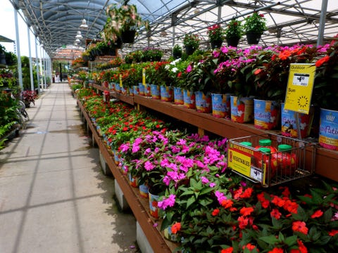The Best The Home Depot Shopping Hack Revealed The Home Depot Plant Return Policy The Best The Home Depot Shopping Hack Revealed The Home Depot Plant Return Policy