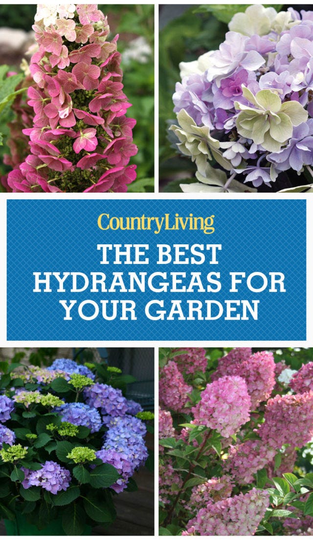 Best Hydrangeas for Every Climate - Hydrangea Growing Conditions