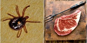 Invertebrate, Insect, Pest, Arthropod, Beef, Red meat, Amber, Pork, Kitchen utensil, Beetle, 