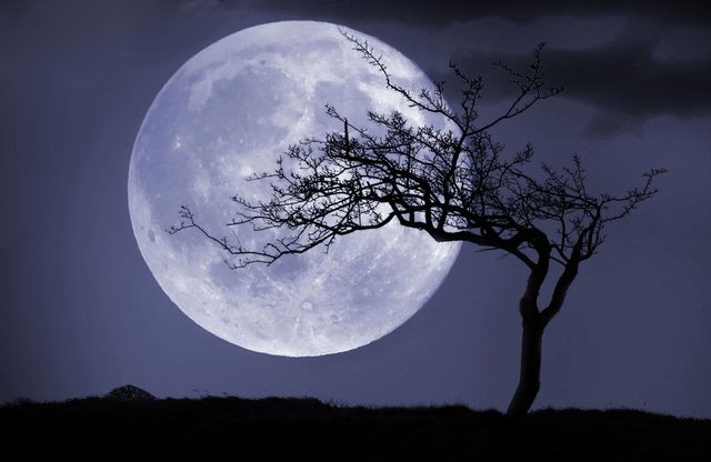 Moon, Sky, Nature, Full moon, Moonlight, Tree, Atmospheric phenomenon, Celestial event, Branch, Light, 