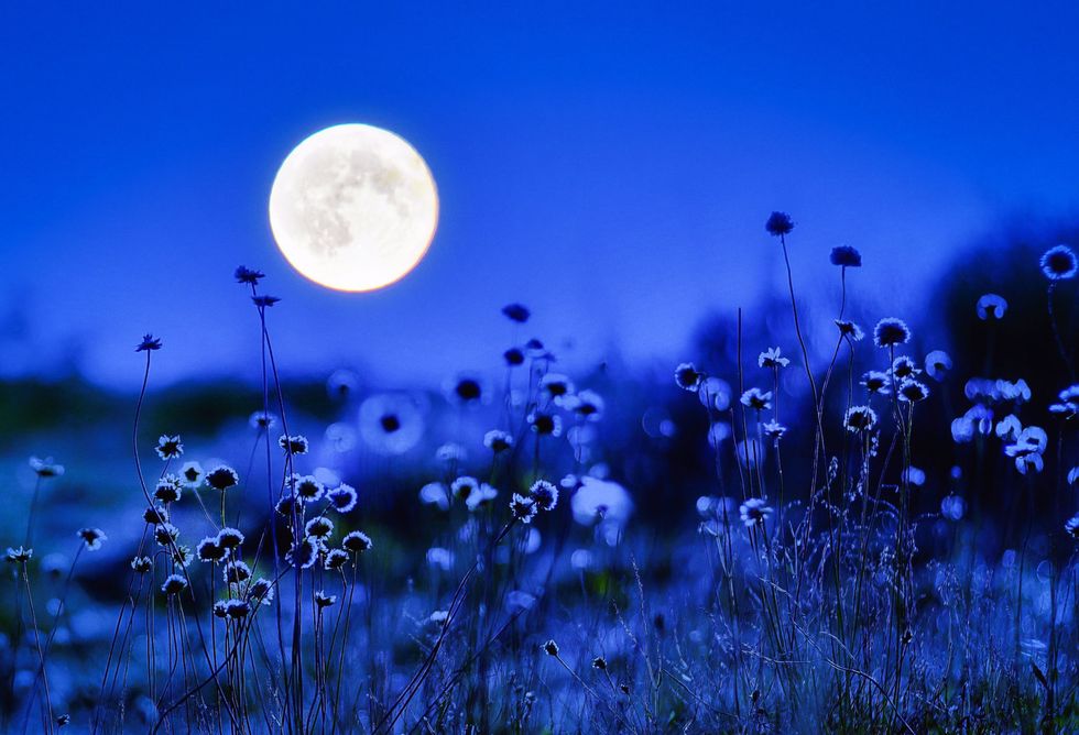 Blue, Nature, Sky, Moon, Light, Natural landscape, Natural environment, Flower, Water, Wildflower, 