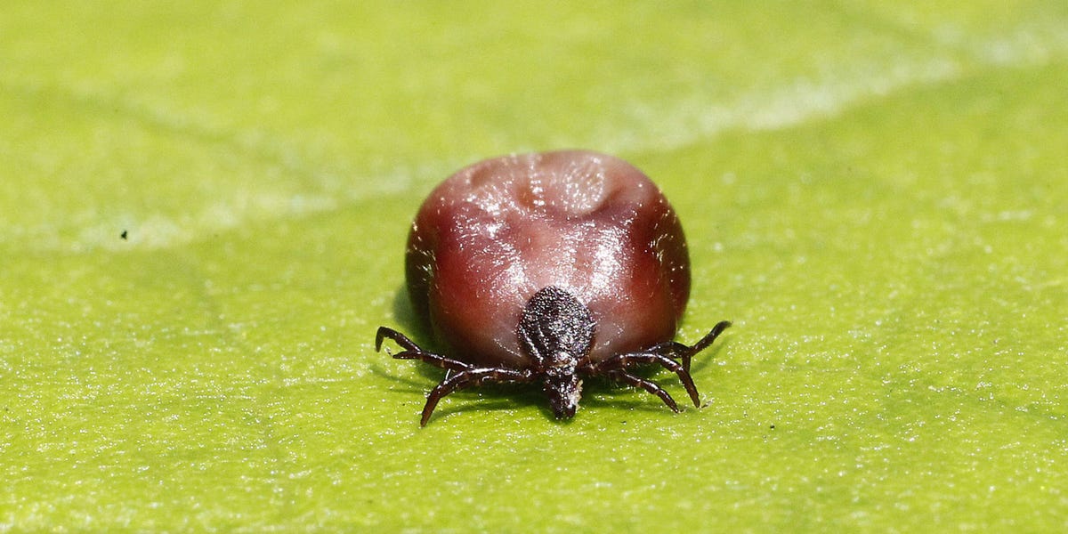 New Tick-Borne "Heartland Virus" Is Spreading Across the South