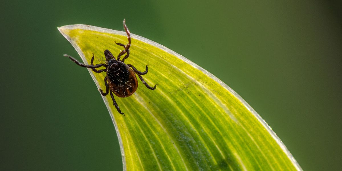 Missouri Woman Dies From New Tick-Borne 'Bourbon Virus' - How to ...