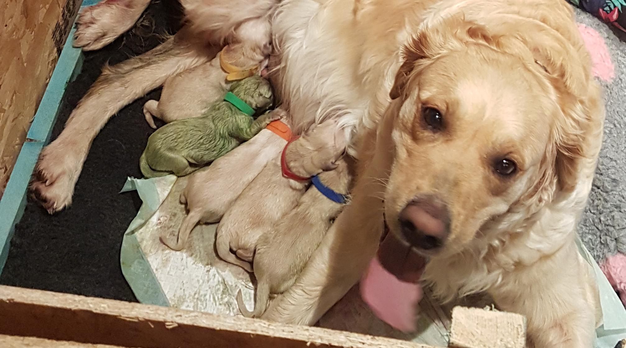 Golden Retriever Gives Birth to Green 