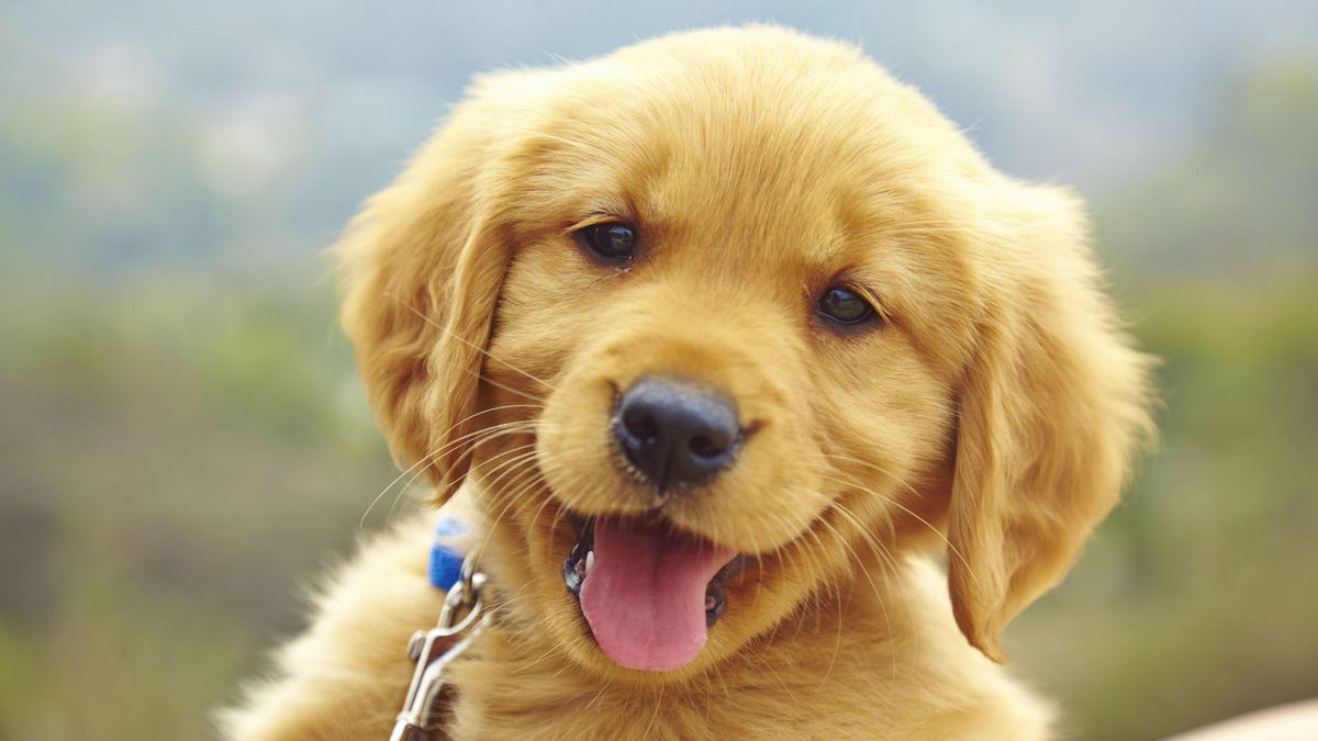 preview for Try to Get Through This Adorable Puppy Video Without Losing It