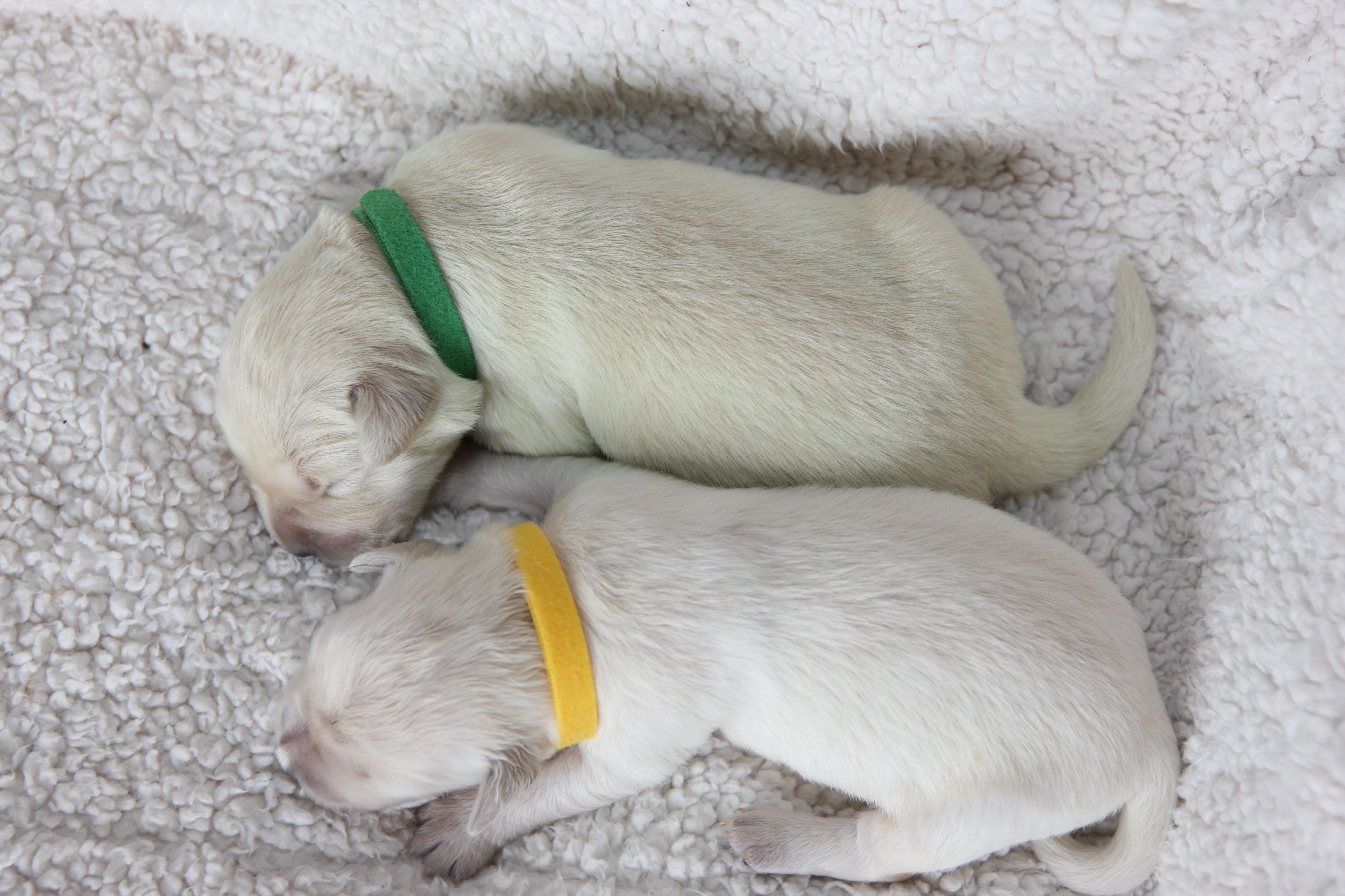 newborn golden retriever puppies