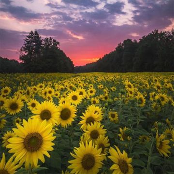 Flower, Sunflower, Plant, Field, Natural landscape, Yellow, Sky, sunflower, Flowering plant, Plantation, 