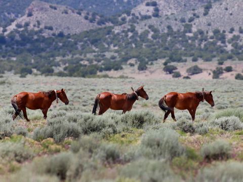 government wants to euthanize wild horses