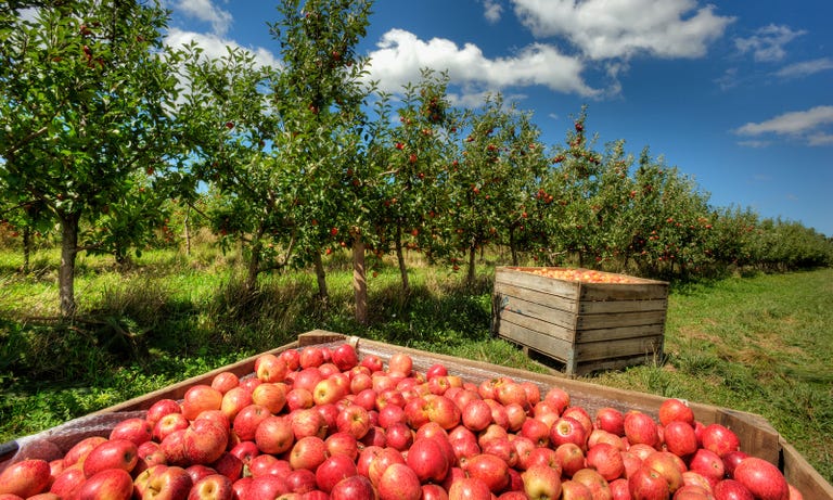 Best Apple Picking Places Near Me Fall Apple Orchard Events best-apple-picking-places-near-me-fall-apple-orchard-events