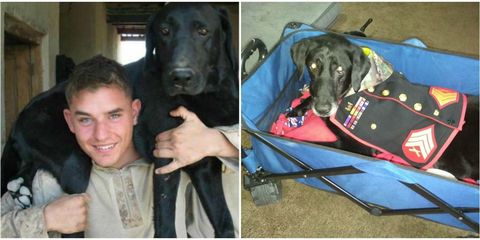 Marine's Bucket list for dying combat dog is heartbreaking