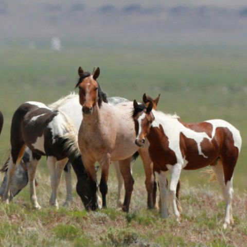 government considers euthanasia for mustangs