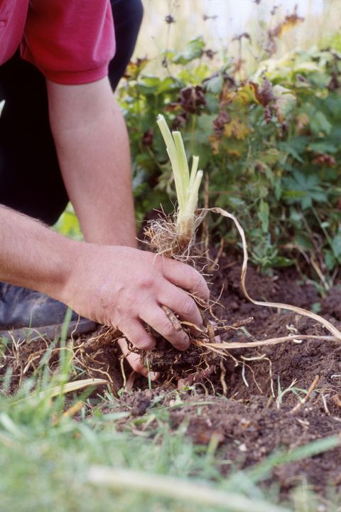 Soil, Produce, People in nature, Shrub, Agriculture, Root, Root vegetable, Gardening, 