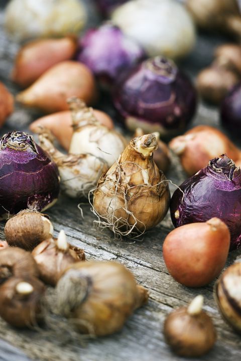 Natural foods, Elephant garlic, Vegetable, Local food, Onion, Food, Shallot, Garlic, Plant, Red onion, 