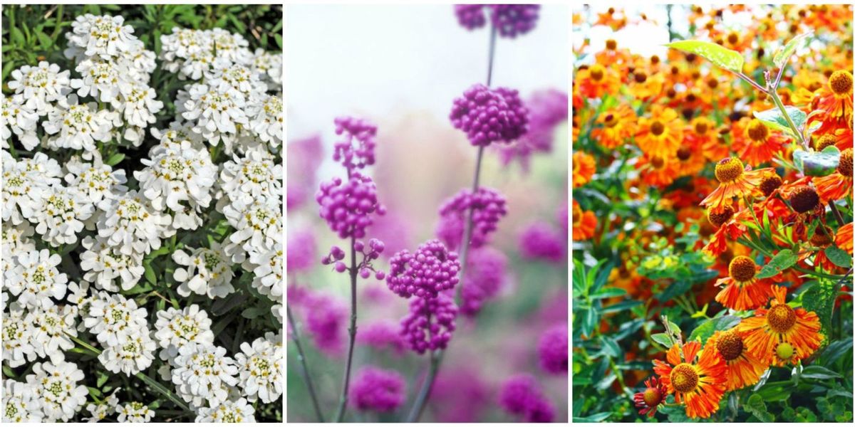 20 Fall Flowers to Plant Pretty Fall Flowering Perennials & Plants