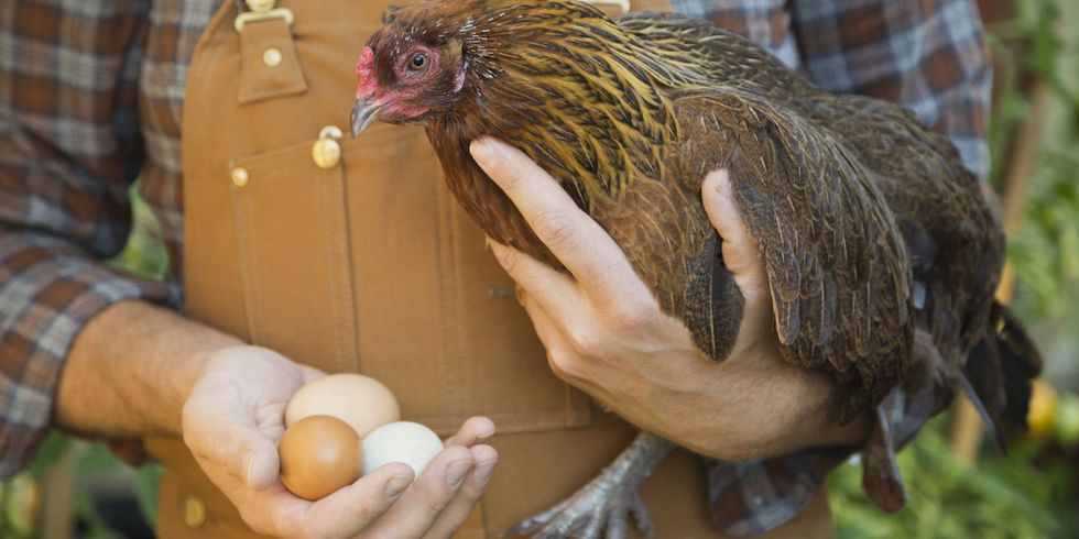 what-to-do-if-your-chicken-lays-a-lash-egg-salpingitis-treatment-for