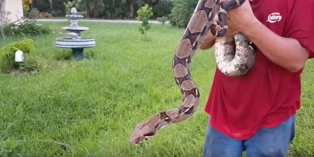 Boa Constrictor Was Living in Florida Attic for Years - Family Finds ...