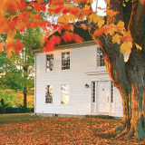 tree, leaf, autumn, home, house, property, woody plant, plant, orange, deciduous,