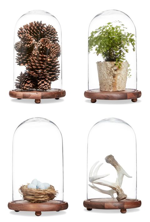 Shelf, Furniture, Tree, Plant, Flowerpot, 