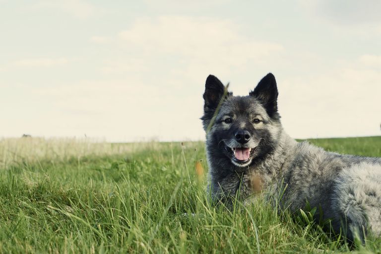 Серое пес 3. Серый пёс в поле. Grey Dog.