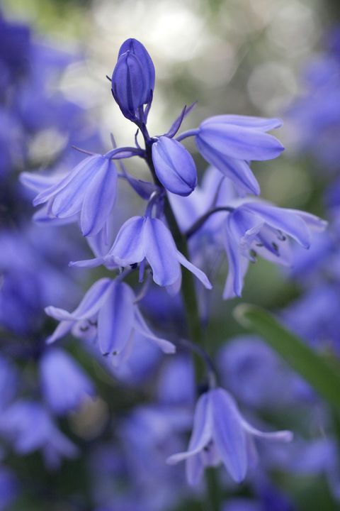 Flower, Flowering plant, Blue, Plant, Harebell, Purple, Lavender, Petal, Bellflower family, Bellflower, 