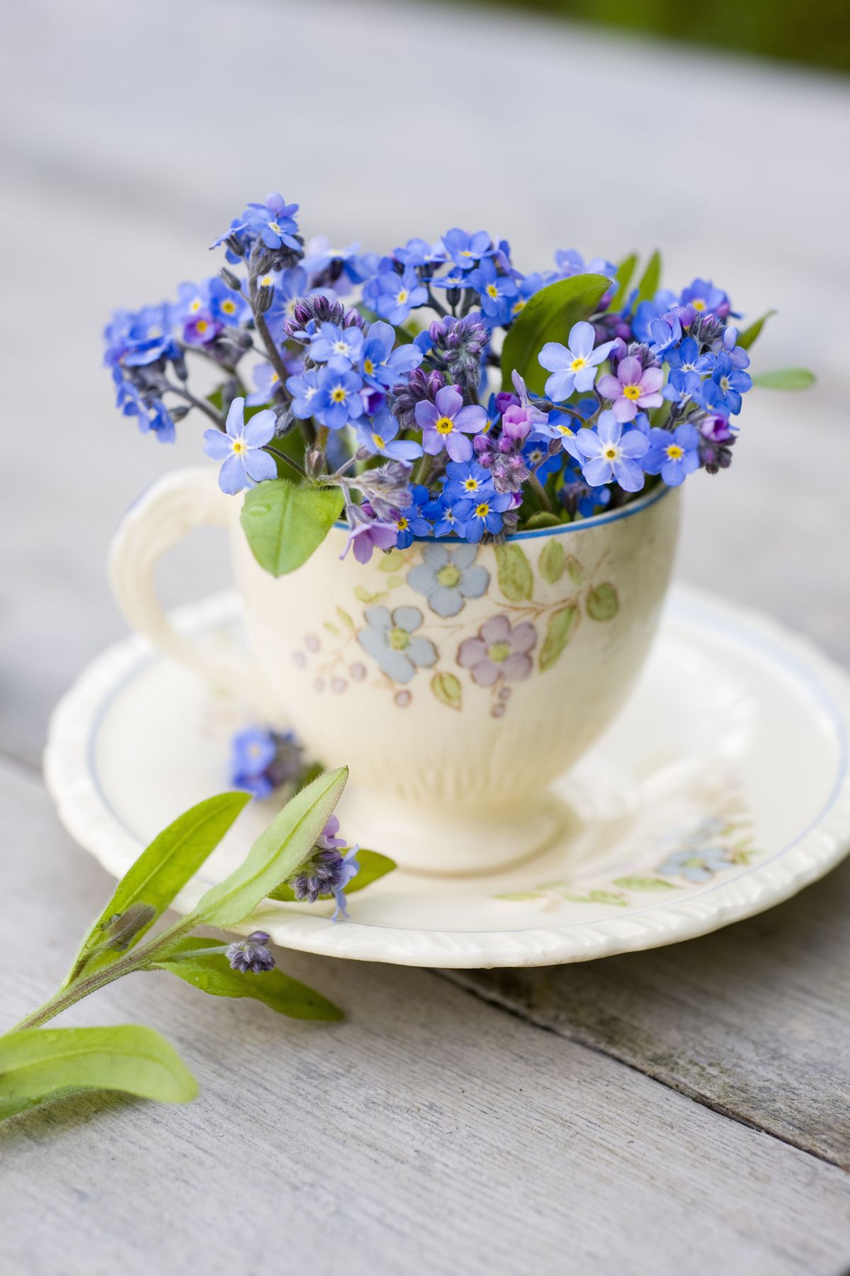 forget me not flowers meaning