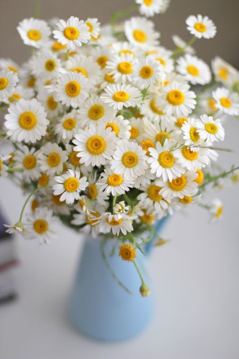 Flower, mayweed, Cut flowers, Oxeye daisy, Daisy, Chamaemelum nobile, Marguerite daisy, Bouquet, chamomile, Flowerpot, 