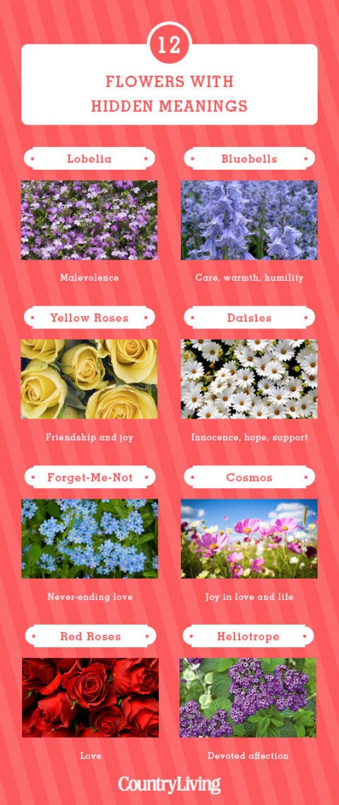 12 Flowers And Their Meanings Flower Color Symbolism