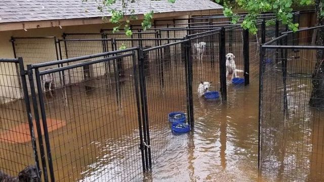 Hurricane Harvey Animal Rescue Stories - Displaced Animals