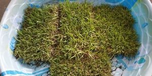 Grass, Plant, Non-vascular land plant, Grass family, Alfalfa sprouts, Sprouted wheat, Moss, Alfalfa, Fodder, Perennial plant, 