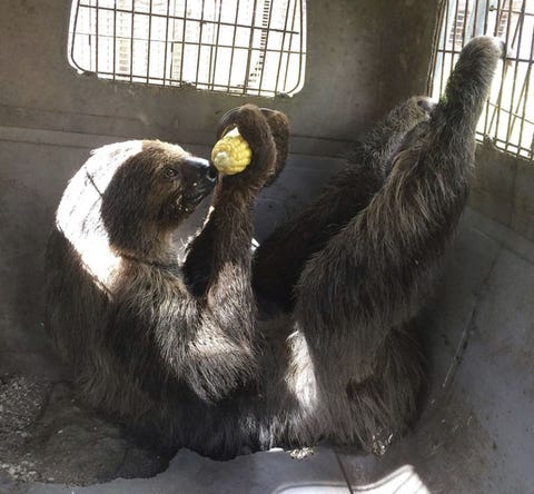 Mo the sloth eats corn Mo the sloth eats corn