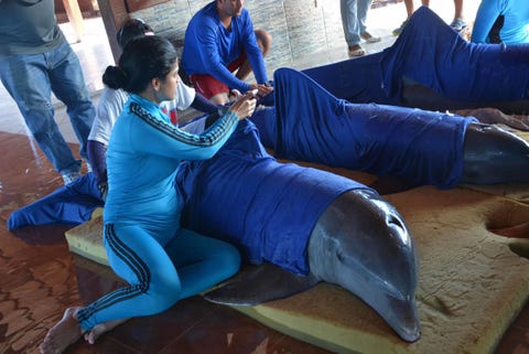 Dolphin rescue Irma Dolphin rescue Irma