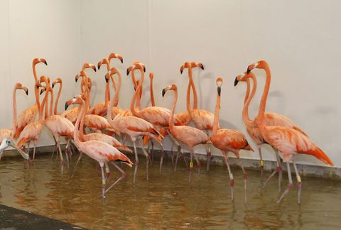 At Zoo Miami, flamingos were moved into a temporary enclosure, as were cheetahs and other birds at the zoo.