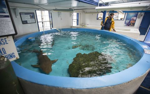 Shark rescue Irma