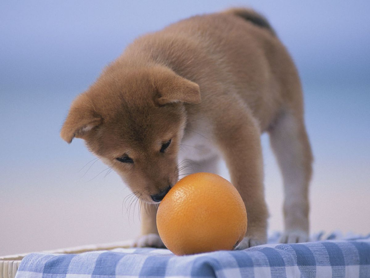 are mandarin oranges safe for dogs